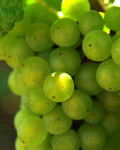 Vin de Pays Charentais - Hôtel des Francs Garçons - Saint-Sauvant