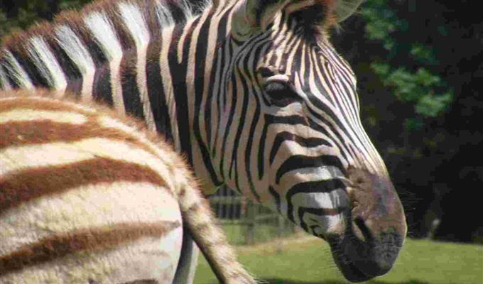 Le zoo de La Palmyre - Hôtel des Francs Garçons - Saint-Sauvant