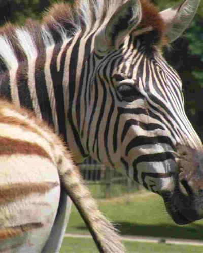 Le zoo de La Palmyre - Hôtel des Francs Garçons - Saint-Sauvant